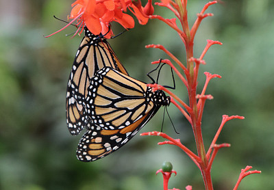 Mariposario del Drago, Icod de los Vinos